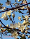 Cherry – Prunus cerasus L.