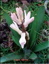 Rose Hyacinths