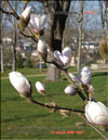 Magnolia Soulangeana 
– hybrid ««Iolanthe»