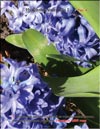 Hyacinths Blue Topaz