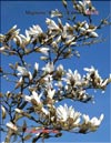 Magnolia «Kobus», Citron