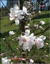 Magnolia «Loebneri», Merill