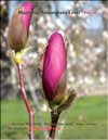Magnolia «Soulangeana Lenei»