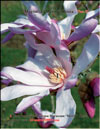 Magnolia «Merill», Rosea