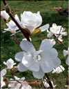 Magnolia «Leonard Meissel»