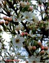 Blooming apple trees