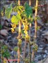 Red currants – Ribes vulgares Lam.></A>
<H3>Fig.67</H3></TD>
<TD ALIGN=center><A HREF=