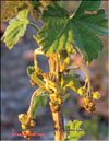 Red currants – Ribes vulgares Lam.