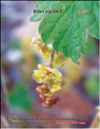 Black currants – Ribes nigrum L.