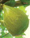 Mature «Honey» figs (Ficus carica L.)