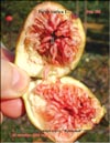 Huge «Bloody» figs in 2008