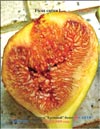 Huge «Bloody» figs in 2009