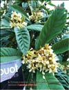 Loquat (Photina Japonica)