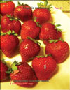 Garden strawberries (Fragaria ananassa)