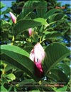 Magnolia «Royal Crown»
