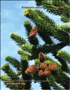 Monkey-puzzle tree (Araucaria araucana)