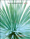 Yucca treculeana Carriere