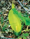 Arum Lily (Lysichiton camtschatcense)