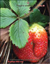 The garden strawberries (Fragaria ananassa)