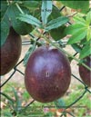 Passiflora Sayonara