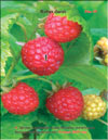 Red raspberry (Rubus daeus)