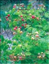 Yellow raspberry (Rubus ellipticus) and Red raspberry (Rubus daeus)