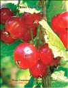 Red currant (Ribes vulgare Lam.)
