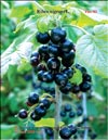 Black currant (Ribes nigrum L.)