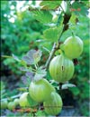 Gooseberry (Rubes uva-crispa L.)