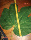 The fig tree (Ficus carica L.) leaf in 2008