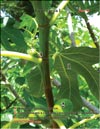 The fig tree (Ficus carica L.) leaf in 2009