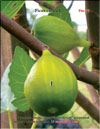 «Honey» figs (Ficus carica L.)