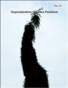 Sequoia Gigantea Pendulum
