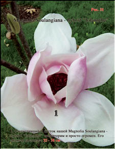 Magnolia «Iolanthe»