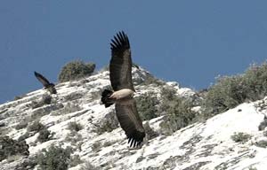 The eagles of Montsegur